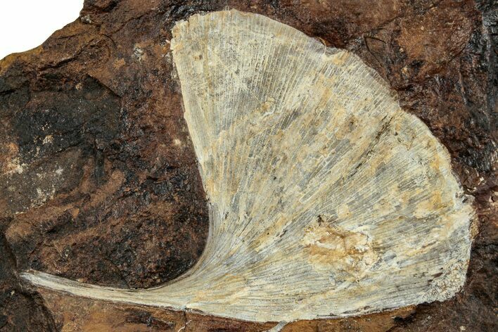 Fossil Ginkgo Leaf From North Dakota - Paleocene #262334